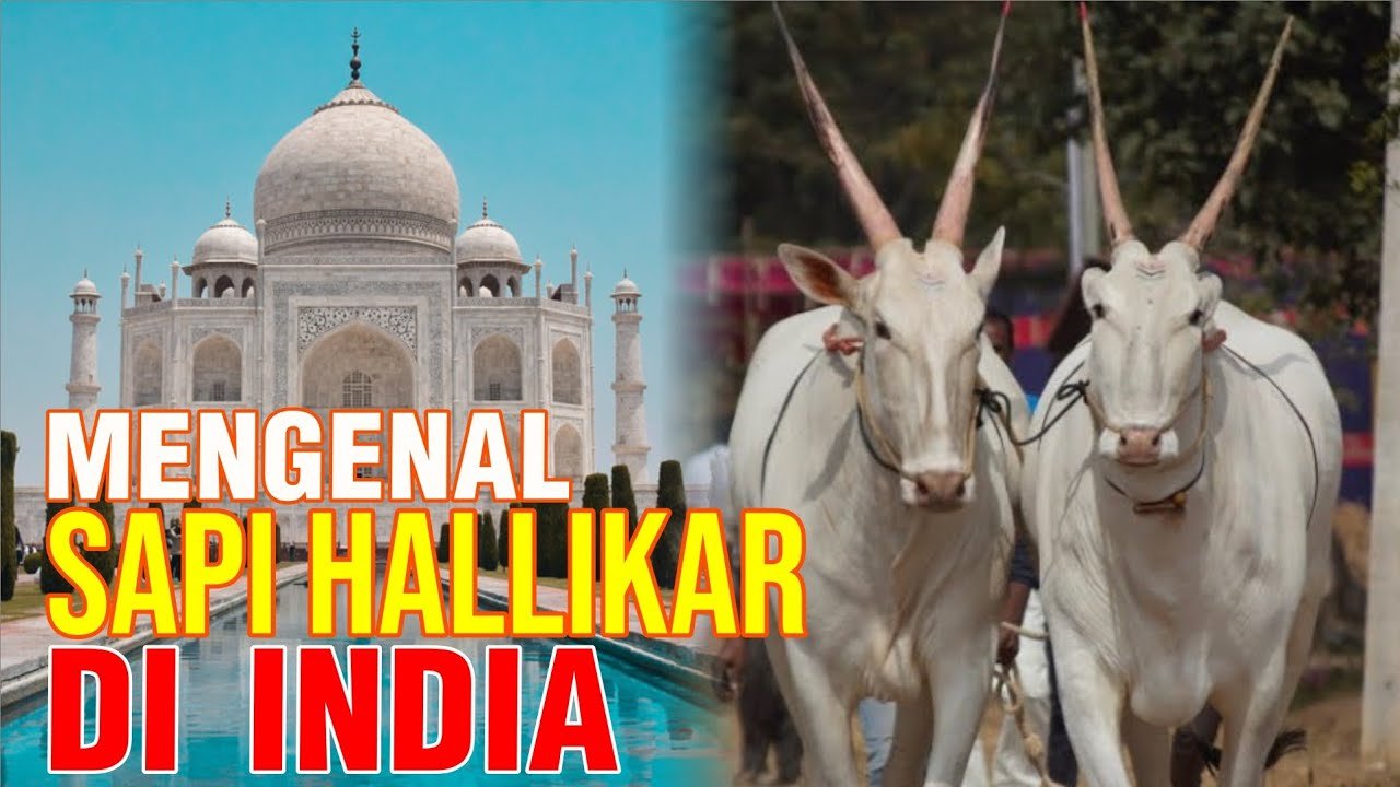 Sapi Hallikar Unik Bertanduk Tinggi Asal India.jpg